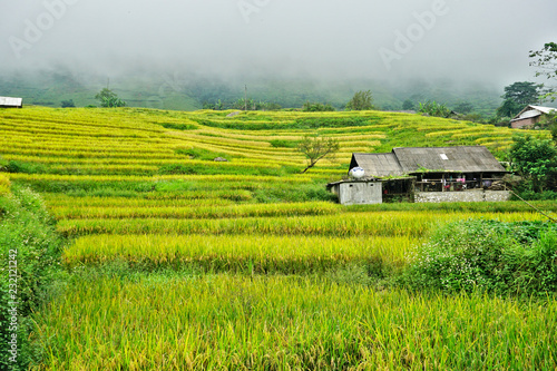 terraced rice paddy in hilly Sapa district, north-west Vietnam