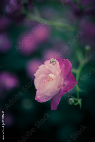 Flower01