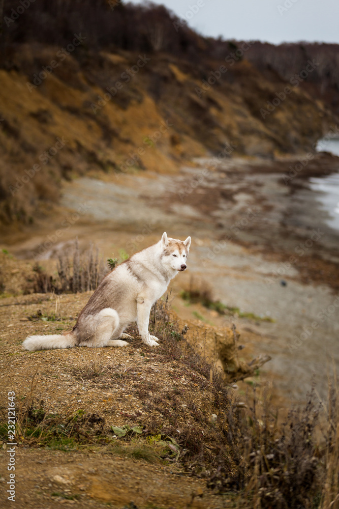 Obraz premium Portrait of prideful and free dog breed siberian husky sitting on the hill on the sea and mountains background in autumn