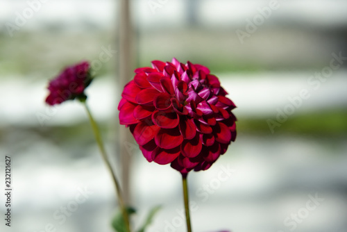 Fototapeta Naklejka Na Ścianę i Meble -  dahlien in botanischem garten bochum