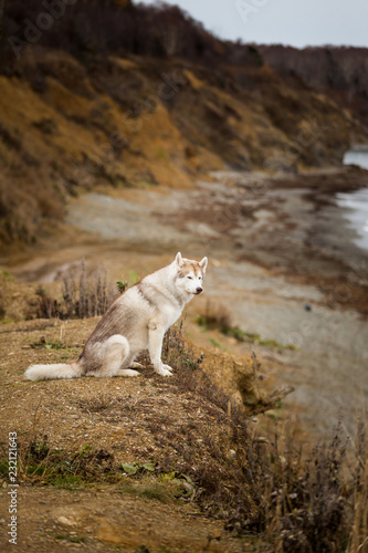 Portrait of prideful and free dog breed siberian husky sitting on the hill on the sea and mountains background in autumn