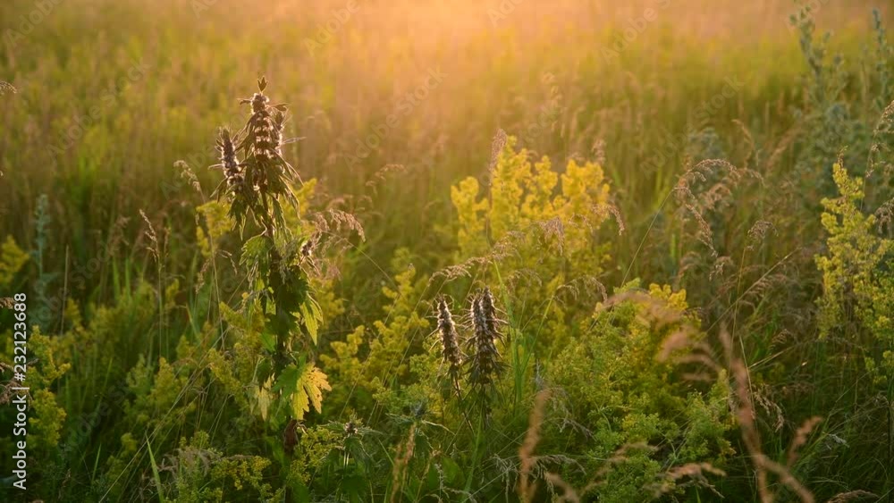 Motherwort among wild grass in the meadow Motherwort among wild grass in the meadow