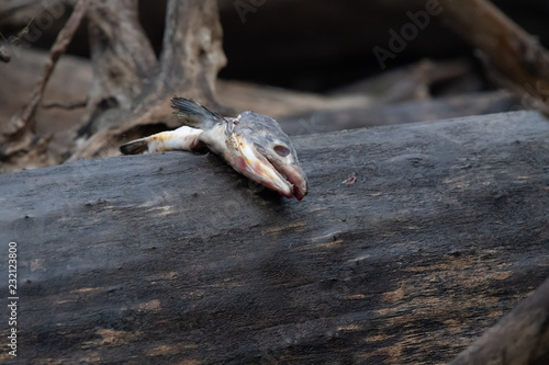 Dead Salmon after spawning in river washed up on tree trunk