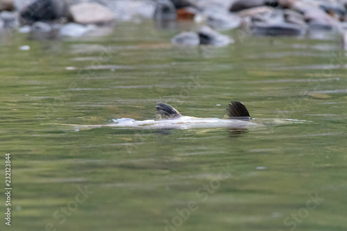 Salmon spawning in river on its side