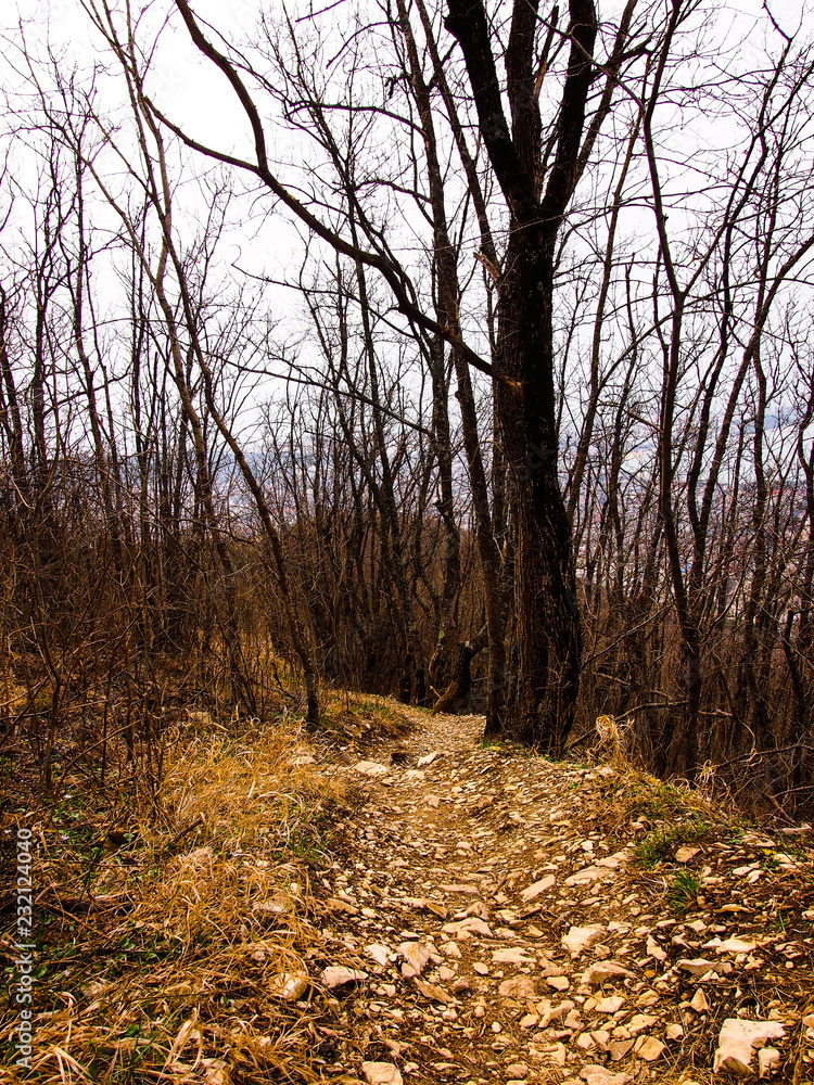 Fototapeta premium gloomy forest in autumn