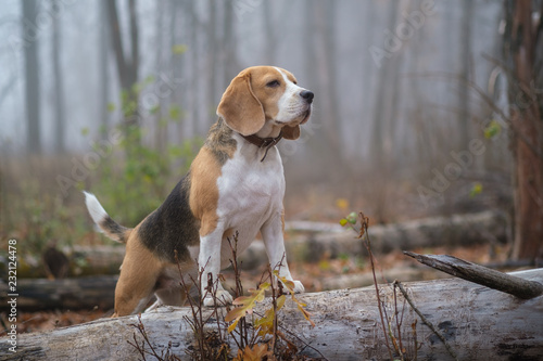 dog Beagle in thick fog while walking in autumn Park photo