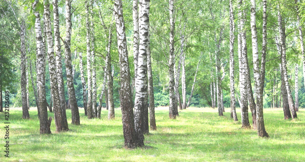Beautiful birch trees with white birch bark in birch grove with green birch leaves Beautiful birch trees with white birch bark in birch grove with green birch leaves