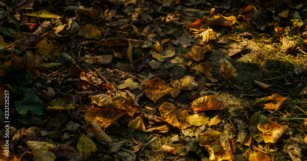 A walk along a path covered with falling autumn leaves a close-up view from the bottom while walking along the trail. A walk along a path covered with falling autumn leaves a close-up view from the bottom while walking along the trail.
