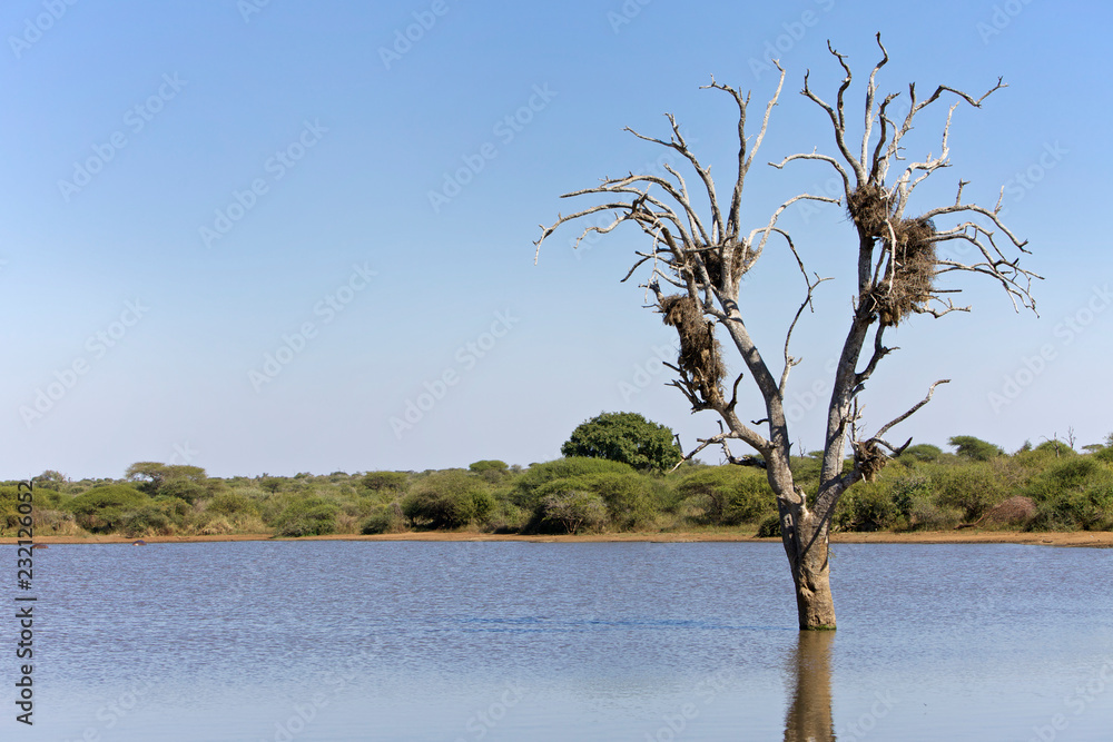 Nests in a tree