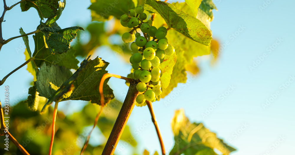 Grapevine during a sunny day caught in a strong wind. In the area of Moravian Tuscany. Grapevine during a sunny day caught in a strong wind. In the area of Moravian Tuscany.