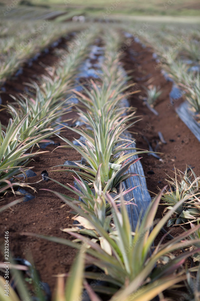 Young pineapple plants in Maui Hawaii Young pineapple plants in Maui Hawaii