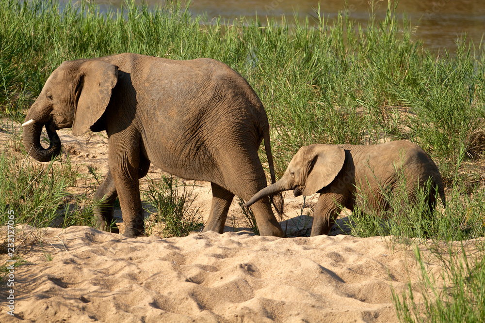 Elephants family with baby