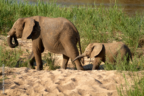Obraz na płótnie Elephants family with baby w salonie