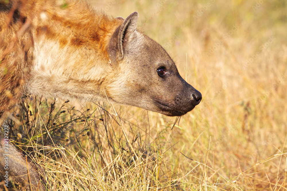 Spotted Hyaena in south Africa