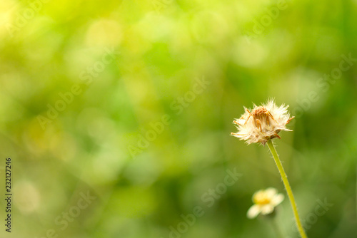 Field of grass flower nature background soft focus