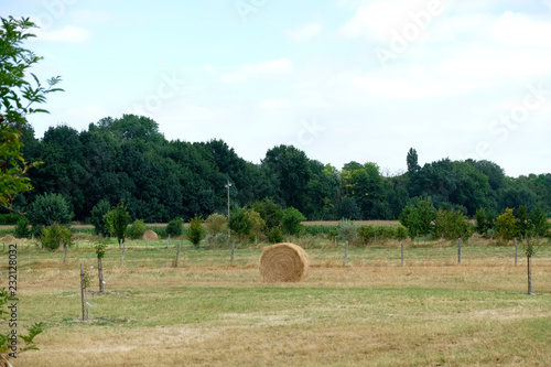 Hay Bale on Field