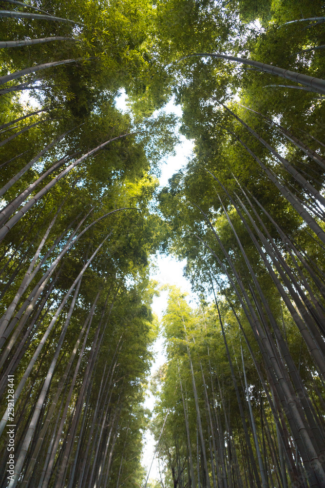 Fototapeta premium Kyoto Bamboo Forrest