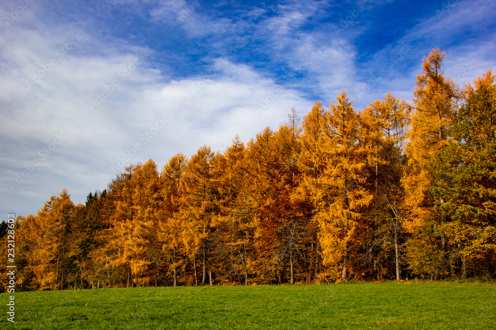 Herbstwald