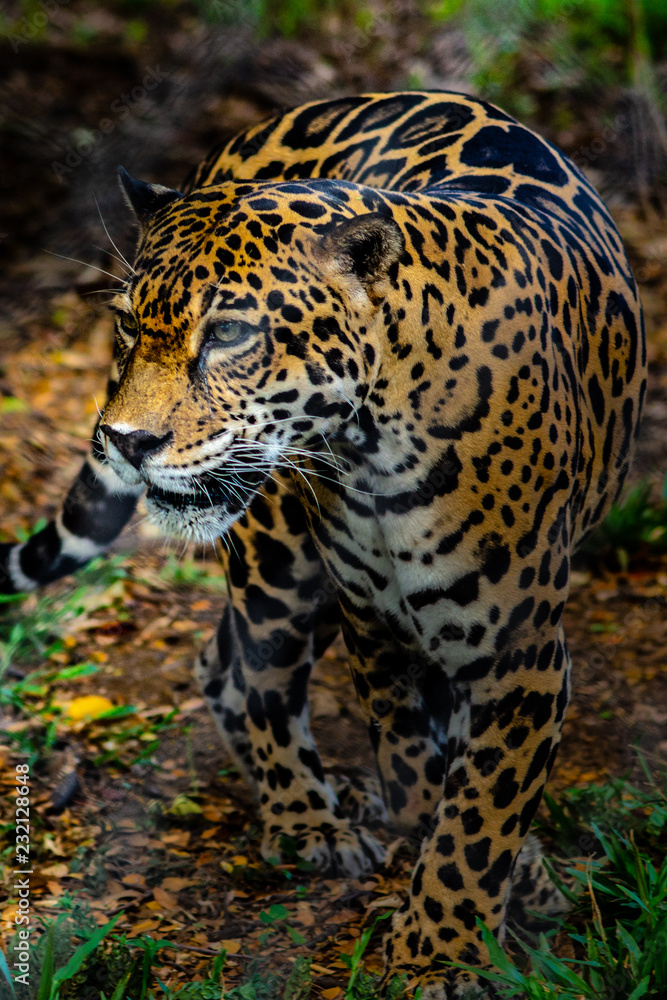 Obraz premium Costa-Rica - Jaguar