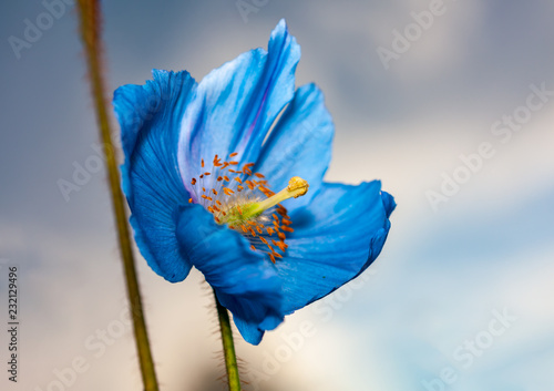 Flower Himalayan blue poppy (Meconopsis betonicifolia), sky in the background photo