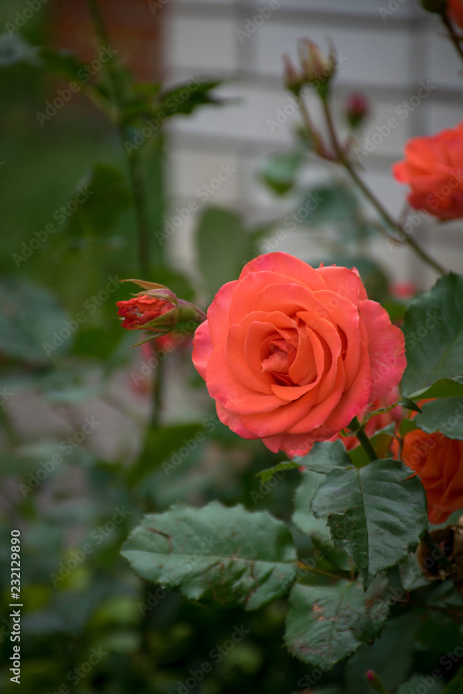 Coral rose in the garden, against the background of a brick wall. Tender flower, a symbol of love Coral rose in the garden, against the background of a brick wall. Tender flower, a symbol of love