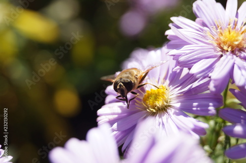 Pszczoła  © Robert