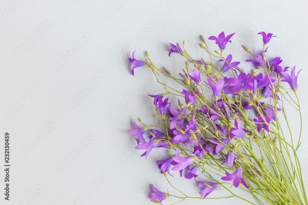 Fototapeta premium Summer flowers on a light blue background