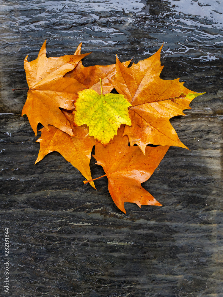 Leaves with autumn colors on slate stone wet from the rain Leaves with autumn colors on slate stone wet from the rain
