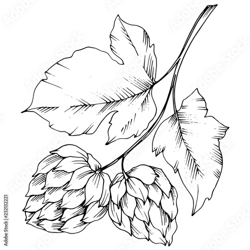 Black and white engraved humulus ink art. Isolated humulus illus