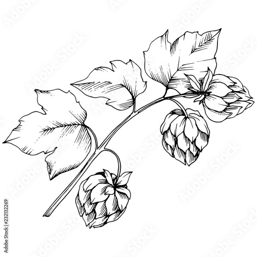 Black and white engraved humulus ink art. Isolated humulus illus