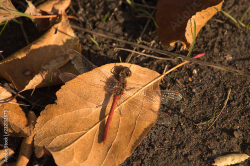 Dragonfly sitting on a piece of paper