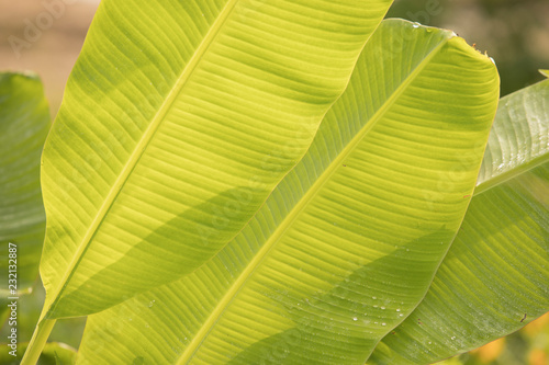 Banana leaves on a banana tree, Banana leaf background, Dew on banana leaves