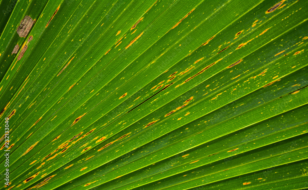 Lines and textures of Green Palm leaves Lines and textures of Green Palm leaves