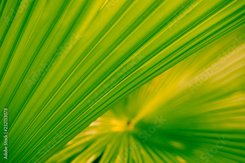 Palm leaves are beautifully distributed. Palm leaves are on the tree. Coconut for graphic green and yellow sunlight of Palm leaves on nature texture background