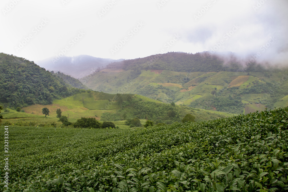 Obraz premium Thai tea plantation