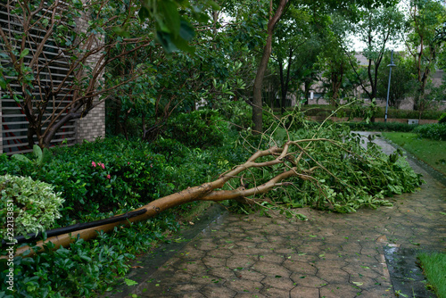 broken trees after a strong storm went through photo