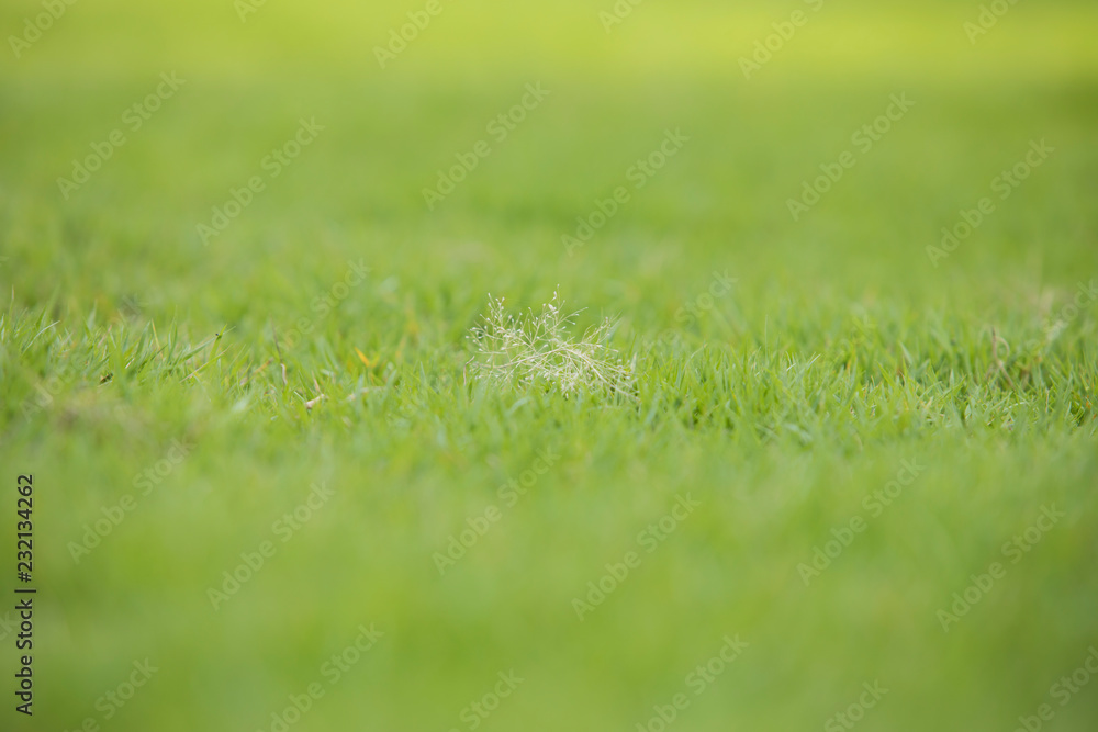 Green grass background Green background for graphics Green grass background Green background for graphics