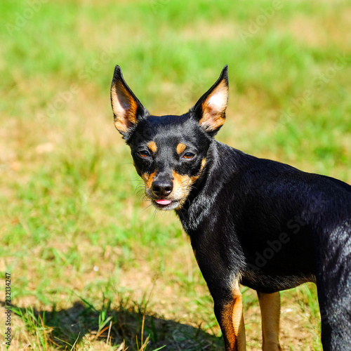 Miniature Pinscher stands on the grass on the lawn. Playing with a ball © Андрей Михайлов