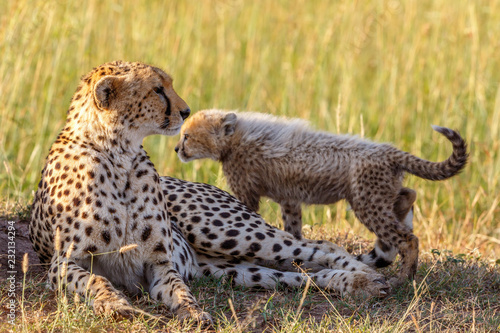 Cheetah with a cub lying in the grass in the savannah