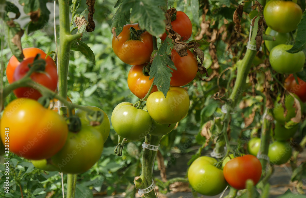 closeup of organic tomatoes in the garden