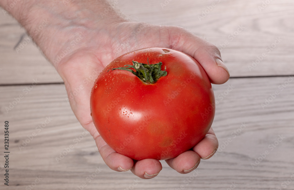 closeup of hand holding a tomato closeup of hand holding a tomato