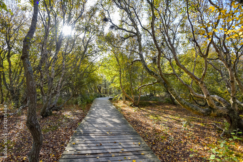 Fototapeta premium Naturerlebnispfad auf der Insel Amrum