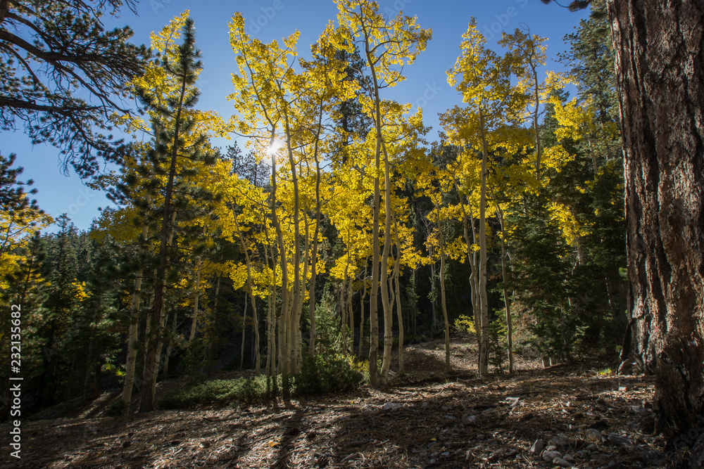 Fototapeta premium forest in autumn