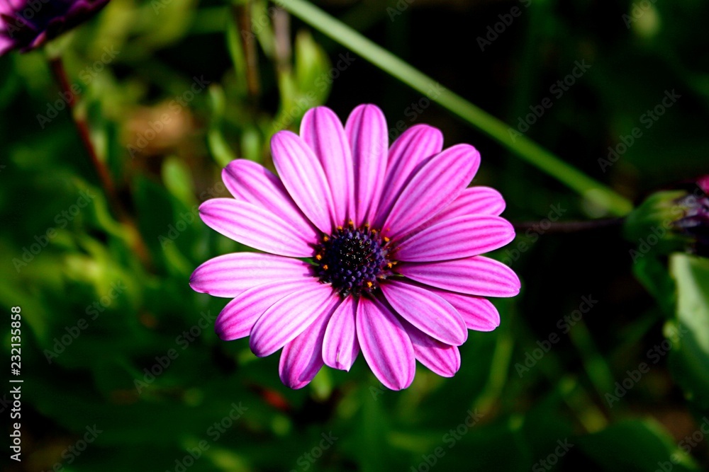 pink flower pink flower