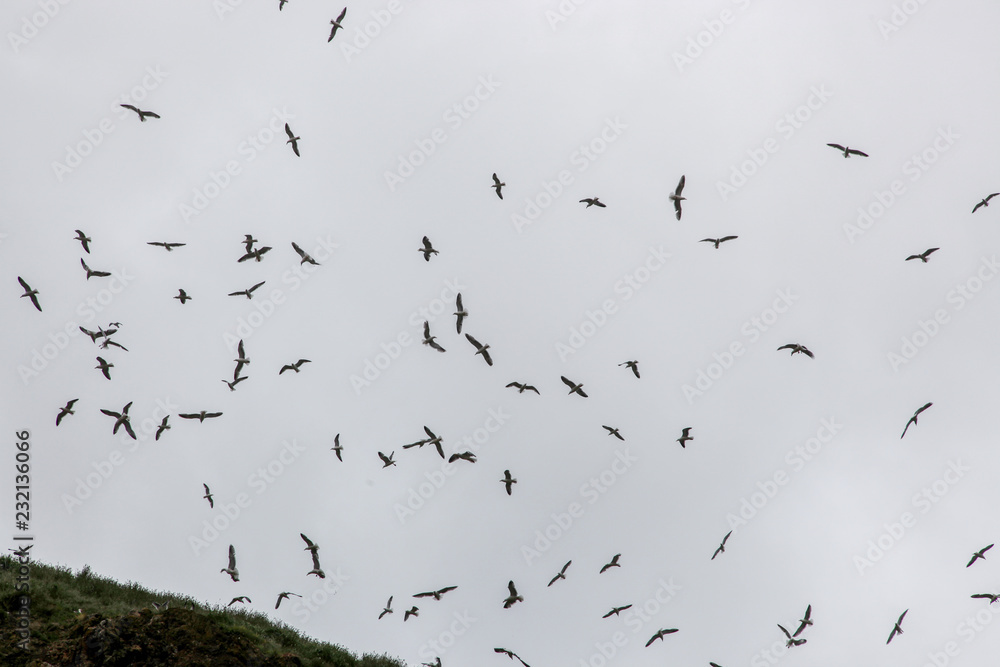 Naklejka Birds above rock
