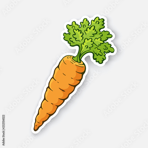 Vector illustration. Carrot with a stem of green leaves. Ingredient for salad. Decoration for signboards, menus. Sticker with contour. Isolated on white background