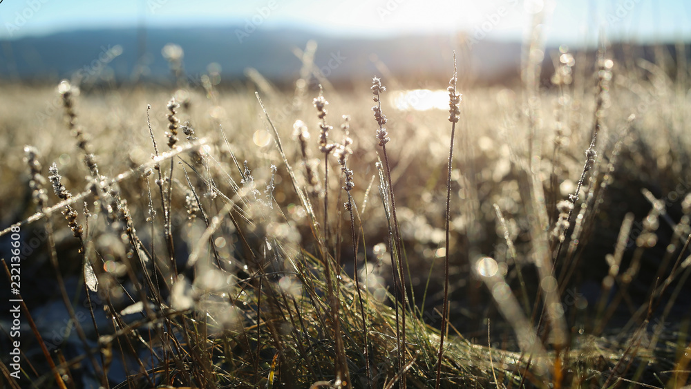 Fototapeta premium Frost at Trondheim fjord coast, Norway 