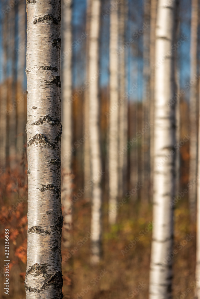 Autumn birch forest. Focus on tree trunk on the left. Shallow depth of field. Autumn birch forest. Focus on tree trunk on the left. Shallow depth of field.