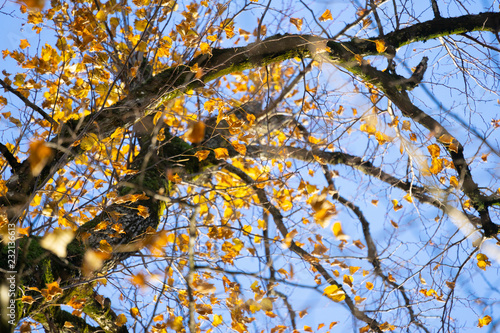 Linden vor blauem Himmel im Herbst