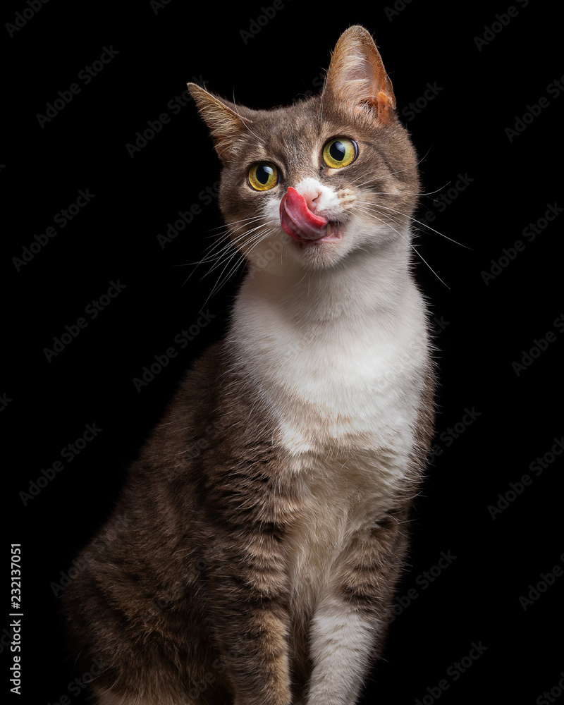 Beautiful, cute and playful tabby cat licking nose, closeup studio portrait isolated on black background